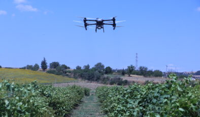 Bağlarda dronla üzerine çalışma