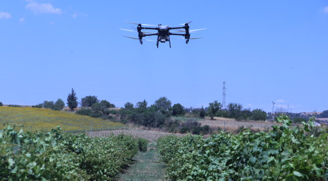 Bağlarda dronla üzerine çalışma