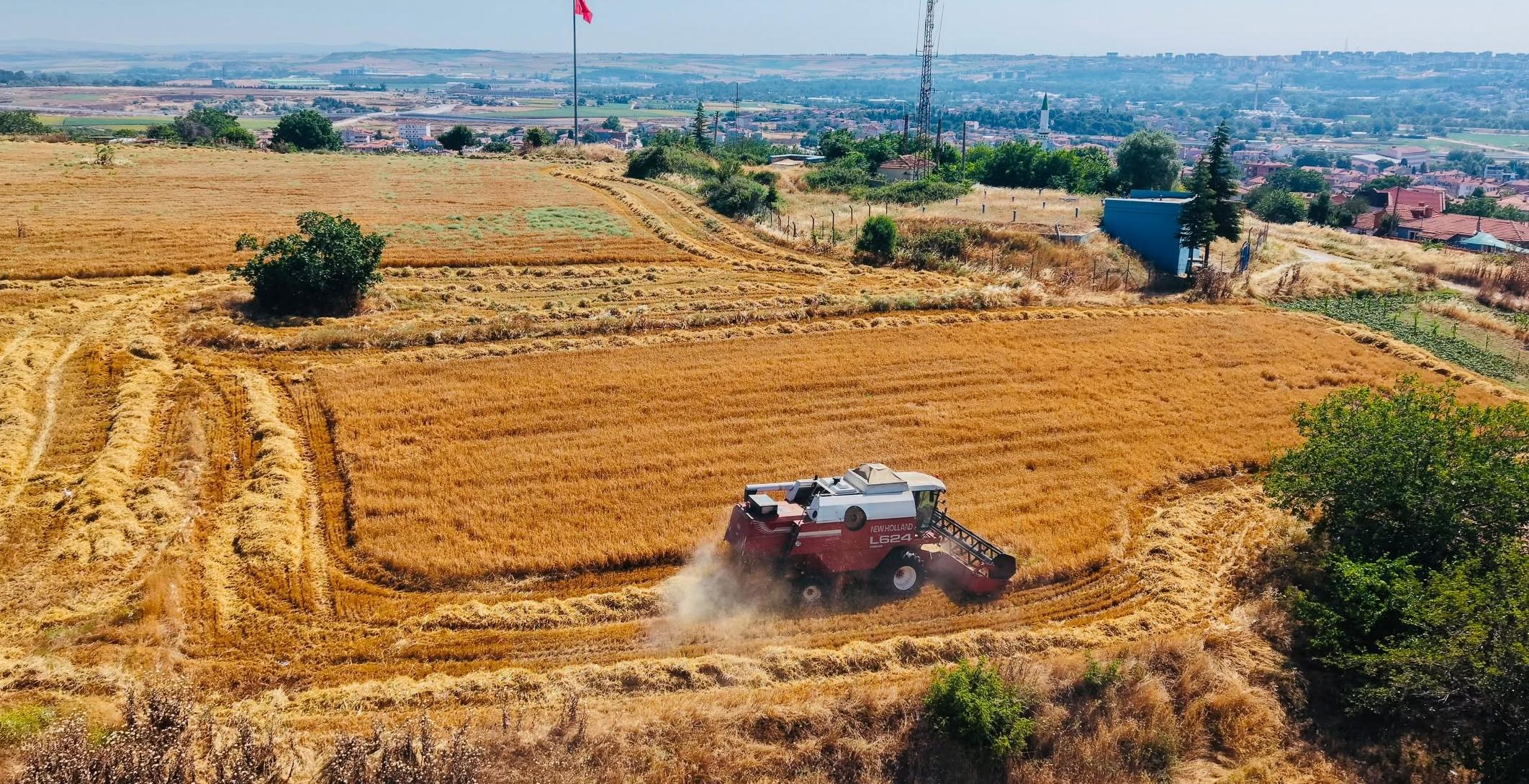 Edirne Belediyesinde hasat zamanı