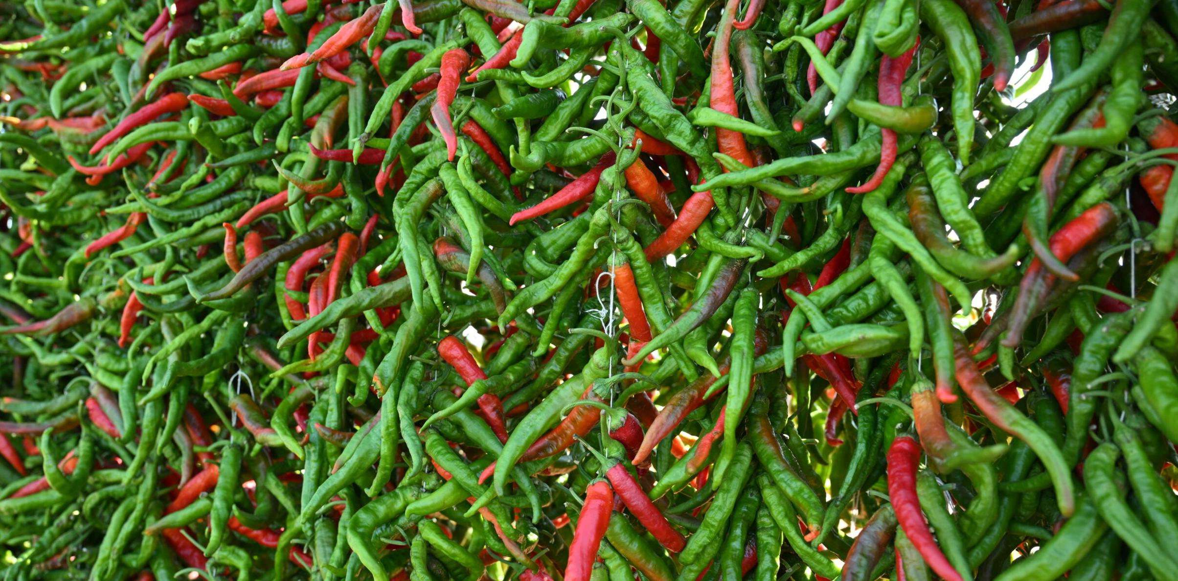 En acı hasat