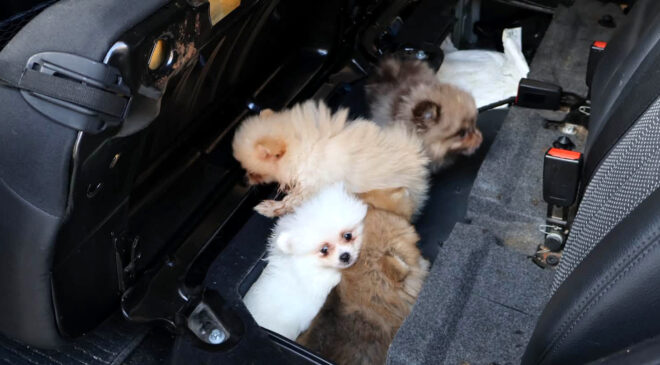 Koltuğun altından köpekler çıktı