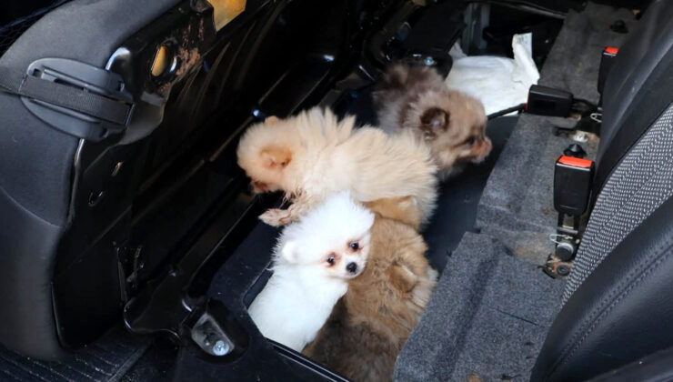 Koltuğun altından köpekler çıktı