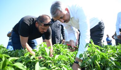 En acı hasat