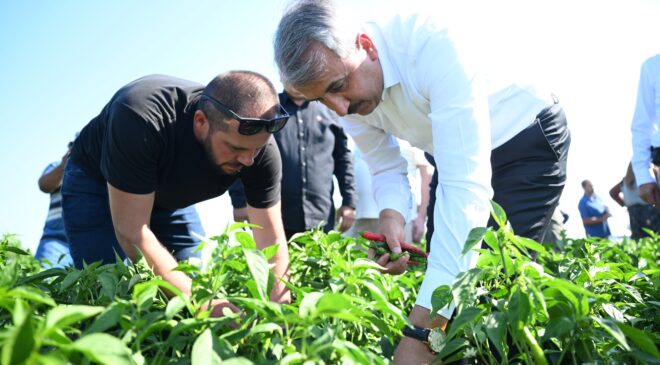 En acı hasat
