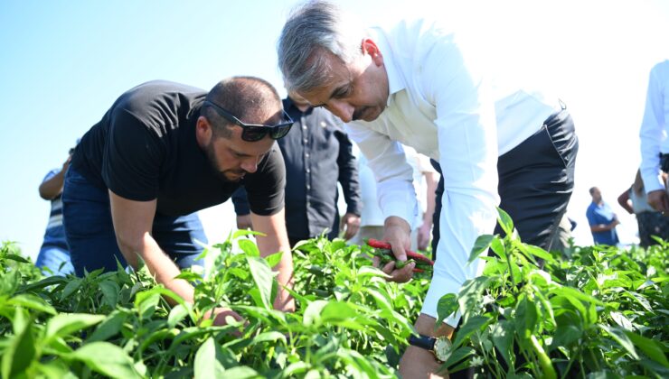 En acı hasat