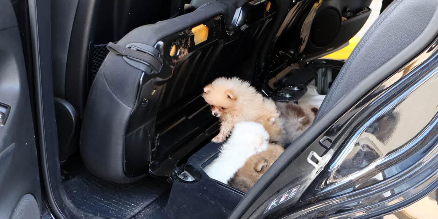 Koltuğun altından köpekler çıktı