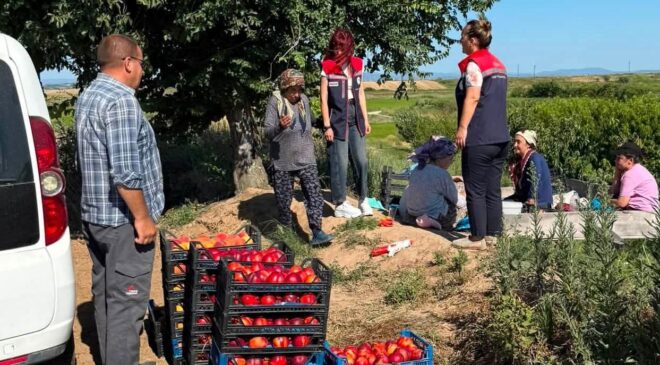 Şeftali hasadı başladı