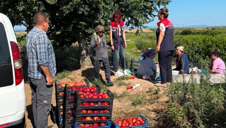 Şeftali hasadı başladı