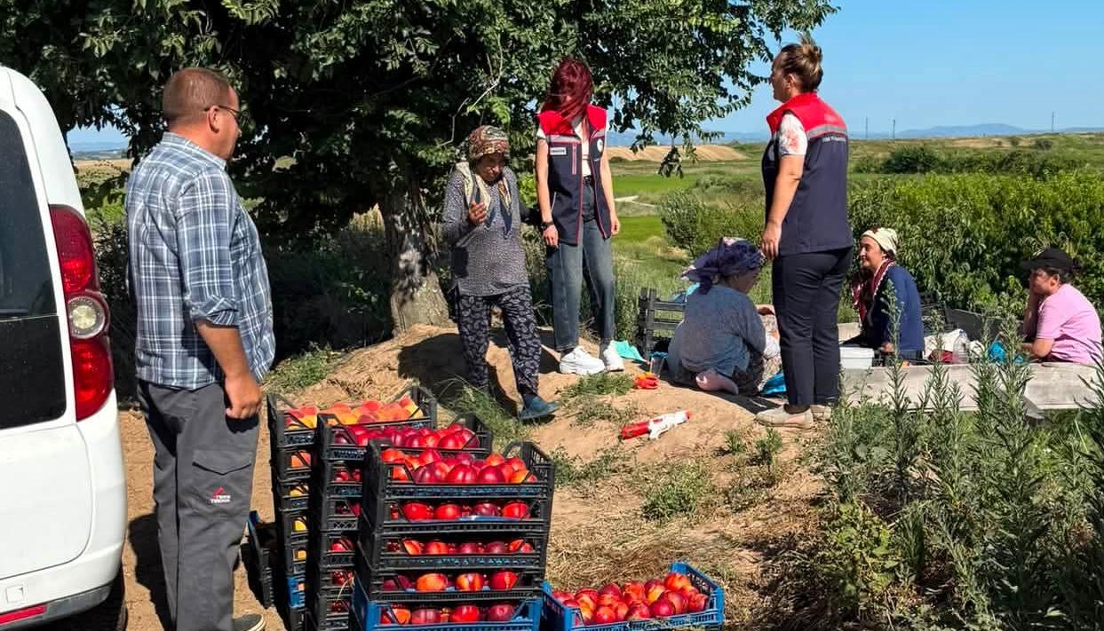 Şeftali hasadı başladı