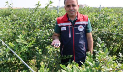 Tarım ve Orman Müdürü Köse yaban mersini hasadına katıldı