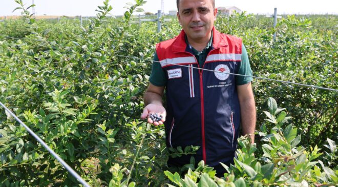 Tarım ve Orman Müdürü Köse yaban mersini hasadına katıldı