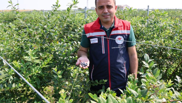 Tarım ve Orman Müdürü Köse yaban mersini hasadına katıldı