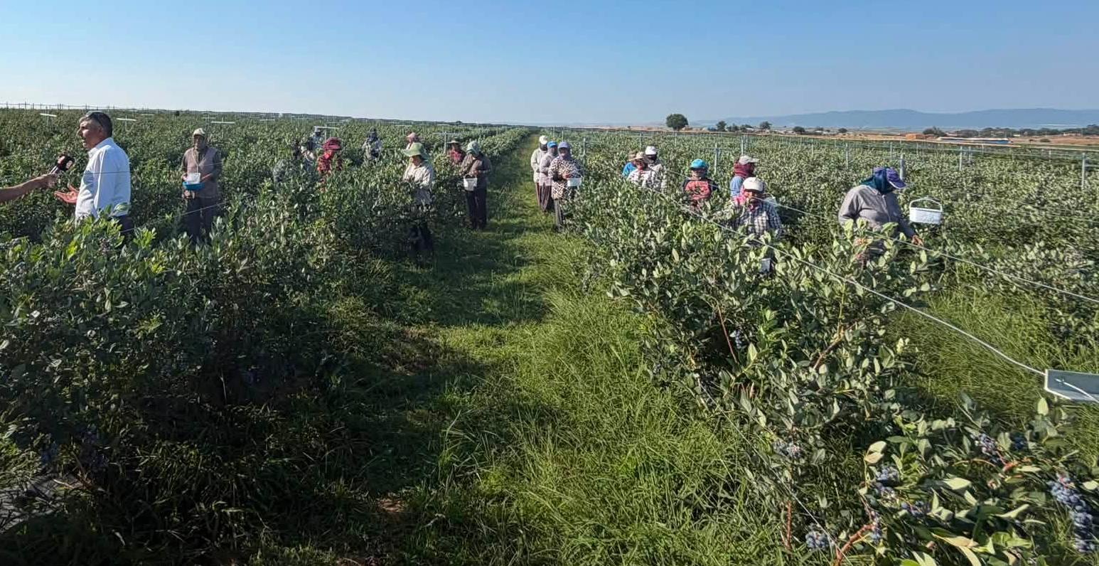 Yaban mersininde hasat zamanı