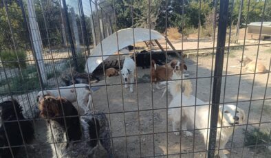 Binlerce cana ev sahipliği yapıyor