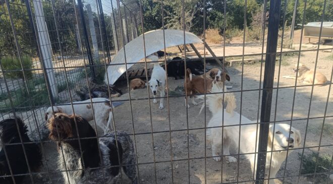 Binlerce cana ev sahipliği yapıyor