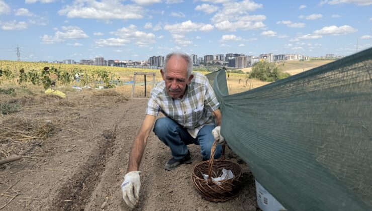 Edirne’de safran mucizesi