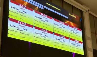 Buğday satış fiyatında yükseliş