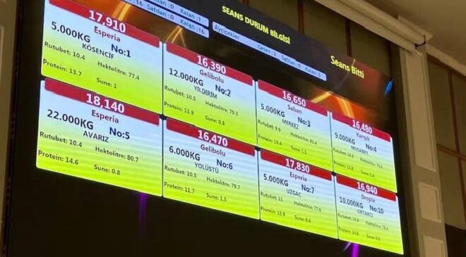 Buğday satış fiyatında yükseliş