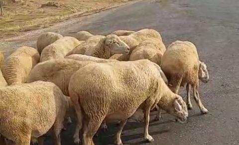 Çile yolu!