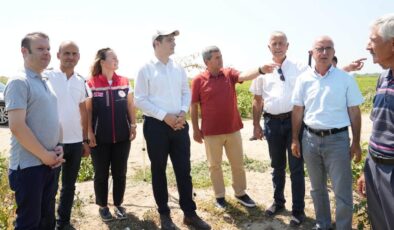 İpsala’da çeltik üretim alanları incelendi