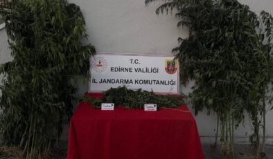 Kenevir sularken suçüstü yakalandı