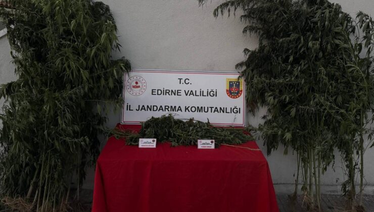 Kenevir sularken suçüstü yakalandı