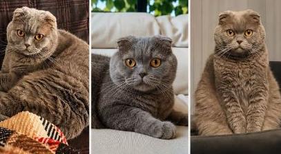 Pamuk’u bulana öyle bir ödül var ki…