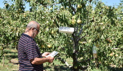 Emekliliğin tadını armutla çıkarıyor