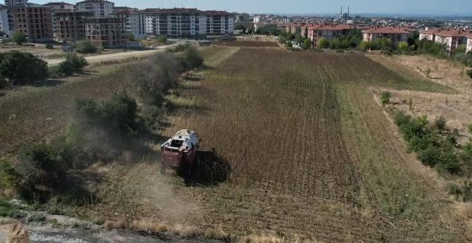 Belediye arazilerinde ayçiçek hasadı