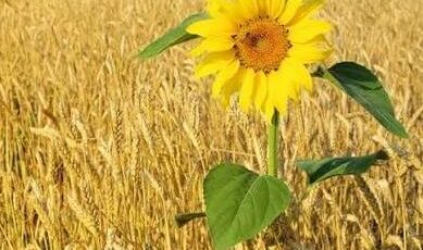 Buğday ve ayçiçeği desteği arttı