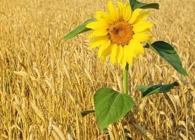 Buğday ve ayçiçeği desteği arttı