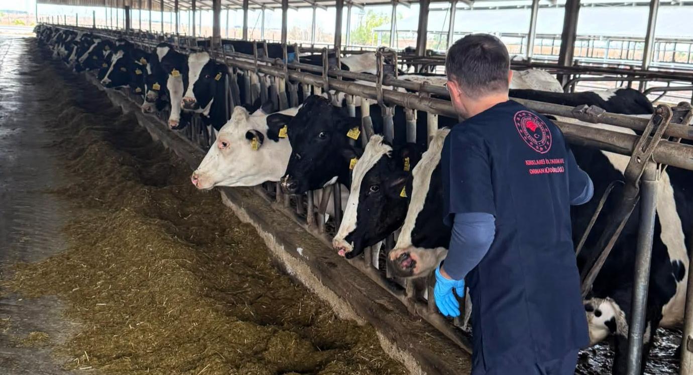 Büyükbaş hayvanlara şap aşısı
