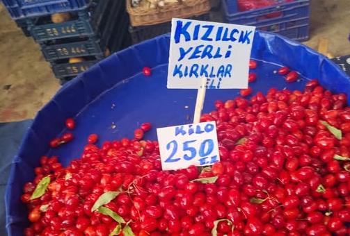 Kızılcık tezgaha çıktı