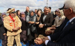 Alibeyköy’de fıstık hasadı şenliği