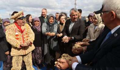 Alibeyköy’de fıstık hasadı şenliği