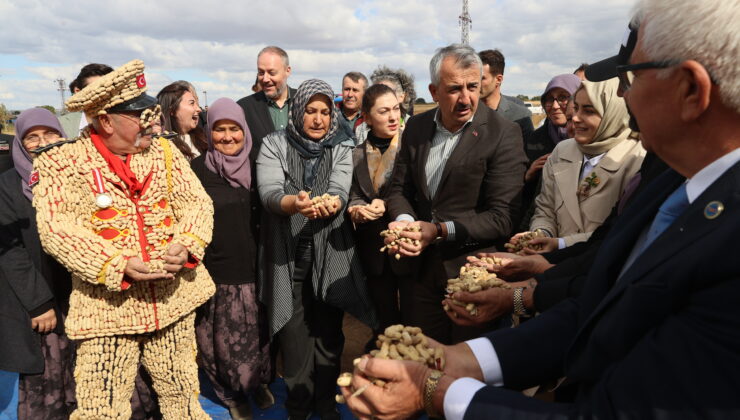 Alibeyköy’de fıstık hasadı şenliği