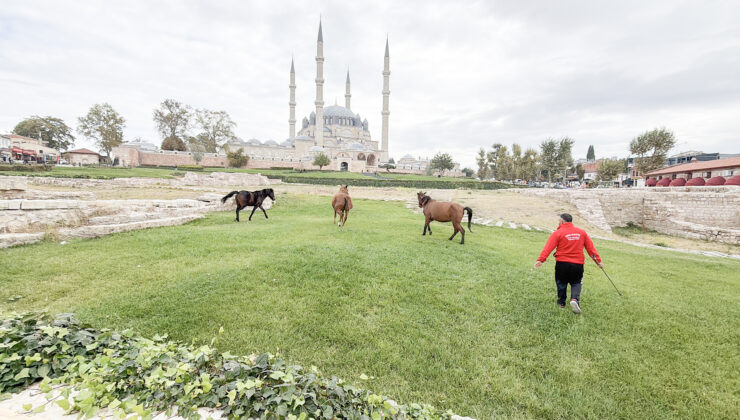Selimiye Meydanı’nın davetsiz misafirleri