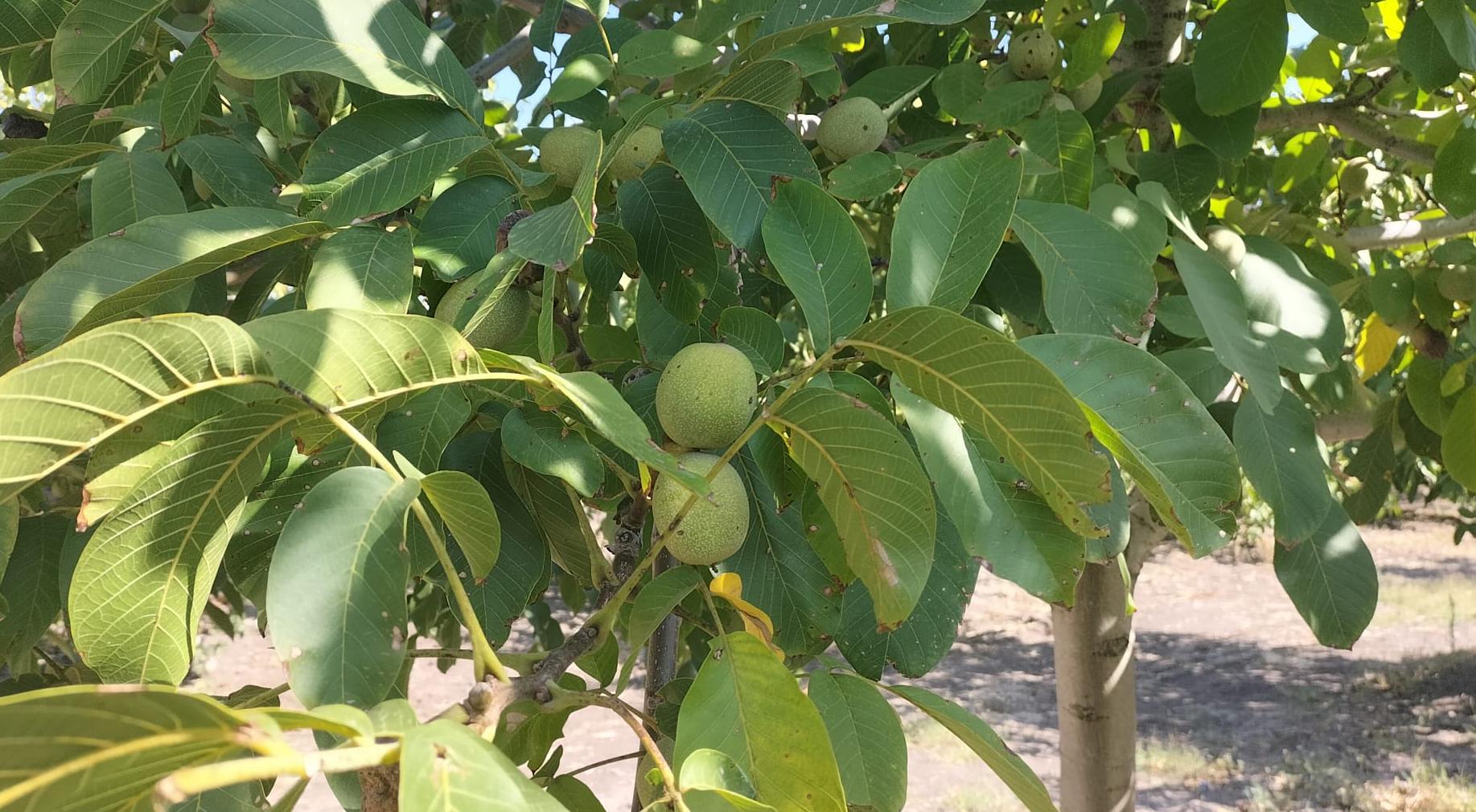 Edirne’nin ceviz ambarı