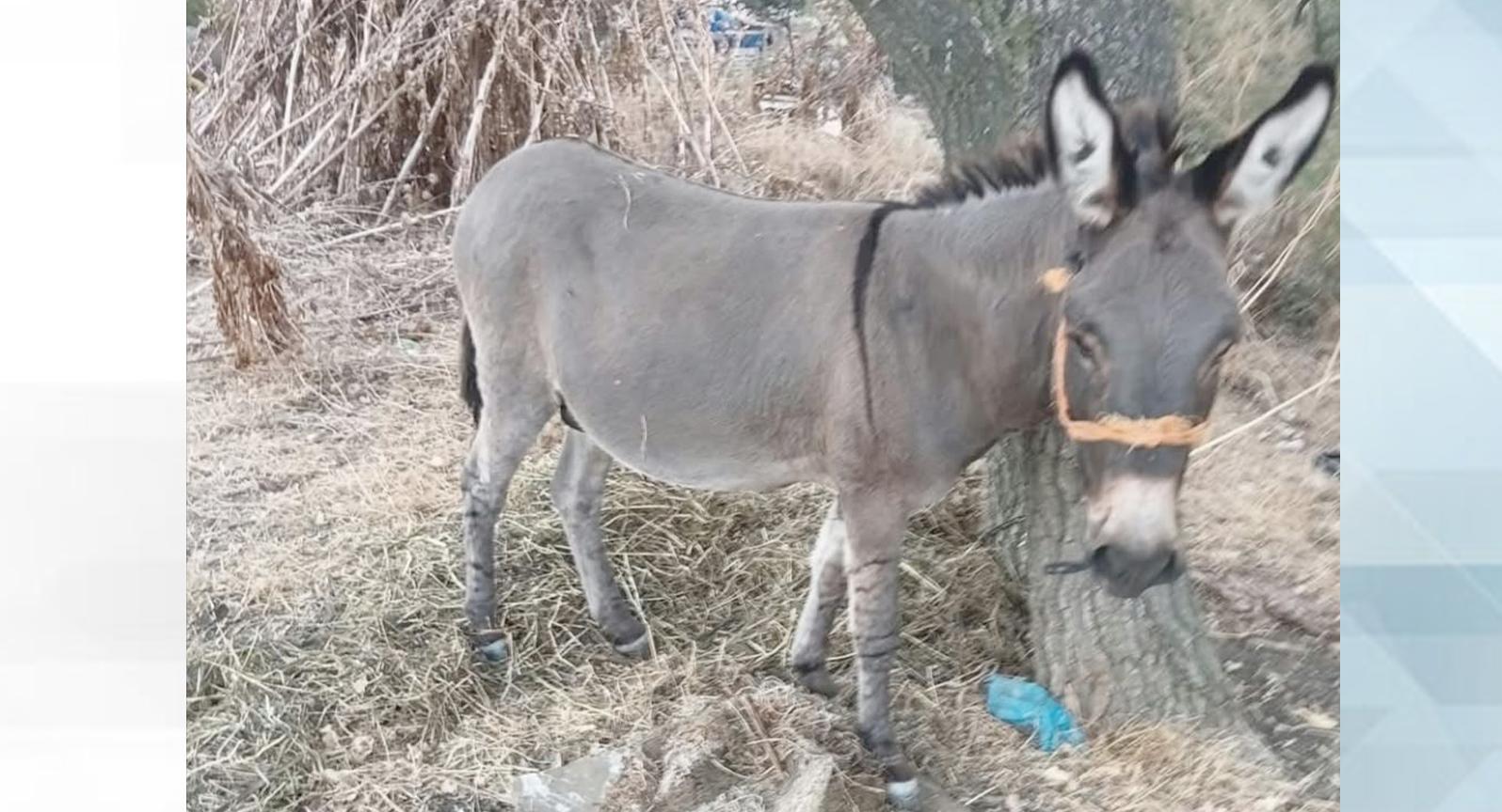 Emektar eşekler satışta