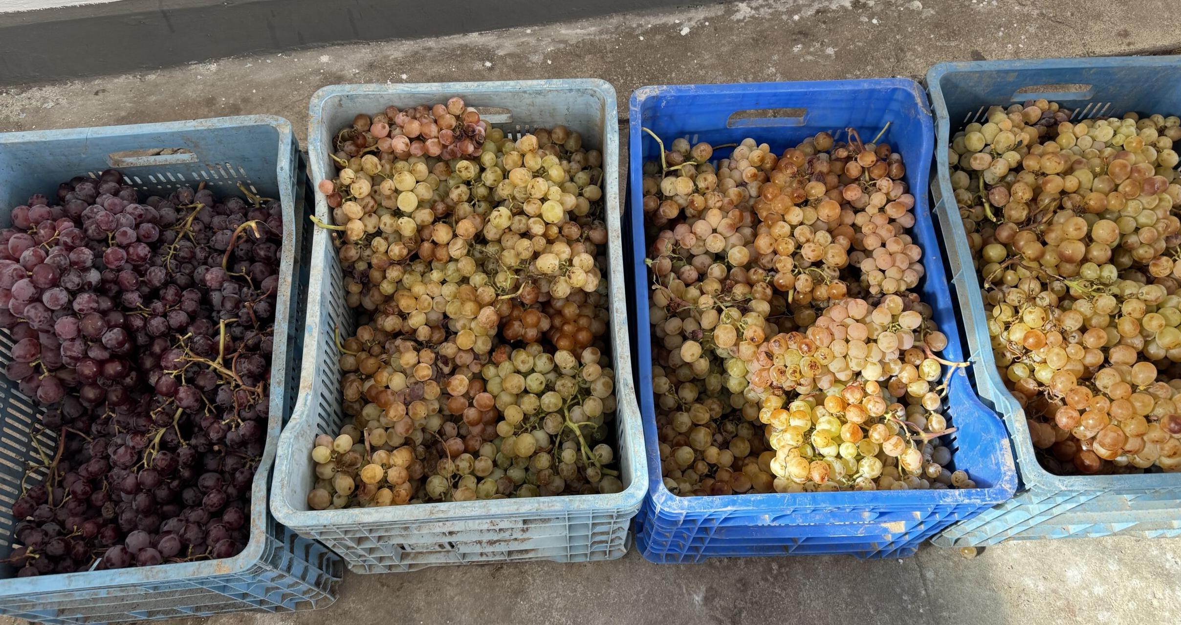 Hardaliye baldan tatlı