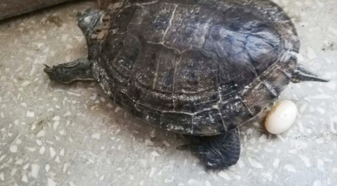 Kaplumbağadan yumurtlama şoku