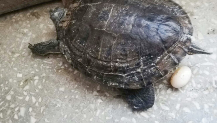 Kaplumbağadan yumurtlama şoku