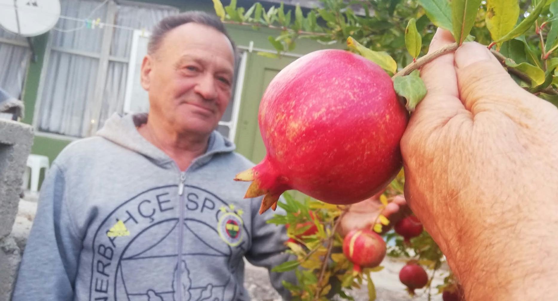 Narda hasat zamanı