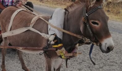 Emektar eşekler satışta
