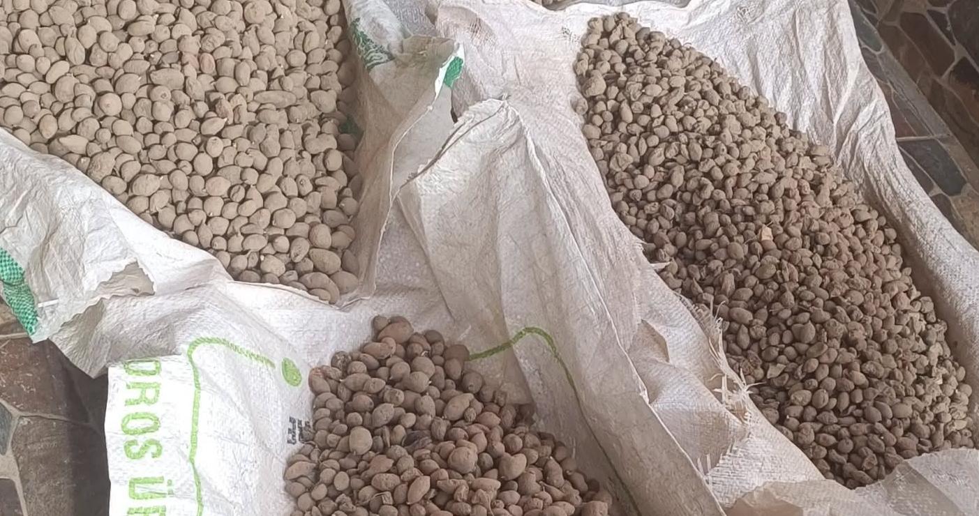 Süloğlu’nda salep üretilecek