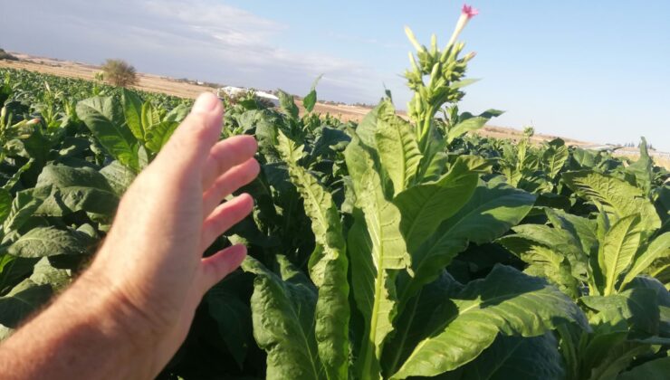Tütünde hasat vakti