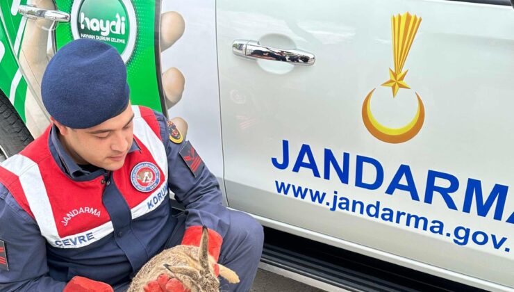 Jandarma ekipleri yaralı yaban tavşanı buldu